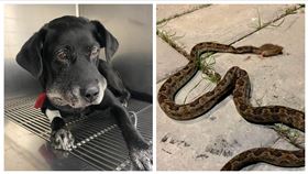 龜殼花,民宅,歐告,咬,新竹（圖／新竹市浪愛傳遞貓狗tnvr協會提供）