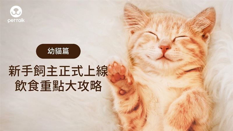新手貓飼主正式上線　飲食重點大攻略