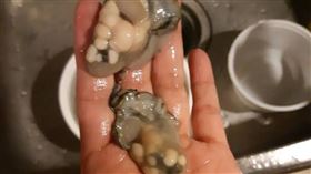 蚵仔,腫瘤,產卵。(圖/翻攝自爆系知識家)