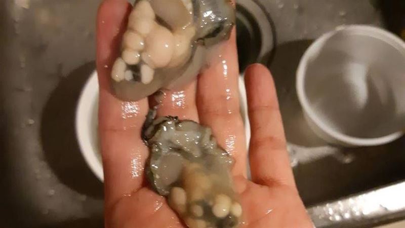 蚵仔長滿「腫瘤」反胃想吐　內行揭密