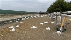 新型H5N2禽流感來襲  雲林防疫所籲提高安全措施雲林縣自今年元月起至23日中午12時止縣內有12起高病原性禽流感案例，其中二崙鄉某肉鵝場檢出新型H5N2亞型高病原性禽流感病毒，雲林縣動植物防疫所呼籲養禽業者務必提高場內生物安全措施。（雲林縣動植物防疫所提供）中央社記者姜宜菁傳真  110年11月23日