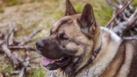 美國秋田犬 圖／Pixabay