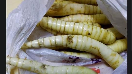 食材超像雞母蟲！全場驚：小時候吃過