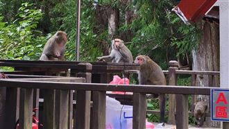 猴子軍團大鬧武陵農場　開趴影片曝光