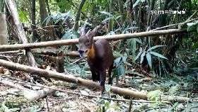 N保育羊闖廟1800