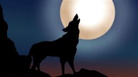 ▲野狼對月嚎叫。（示意圖／翻攝自Pixabay）