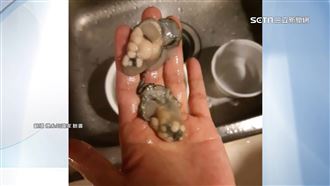 蚵仔長腫瘤？青蚵嫂解謎：免驚，可吃
