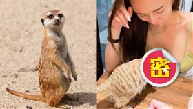 辣妹,狐獴,埋頭,低胸