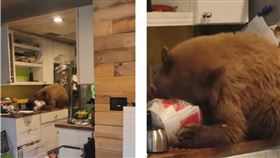 熊熊廚房趴著吃「這個」！男回家看傻眼：這太超現實（圖／翻攝自John Holden YouTube）