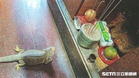 蜥蜴生病求虎爺庇佑／臺中復興宮授權提供