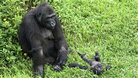 金剛猩猩Iriki愛拔毛  北市動物園設法改善台北市立動物園金剛猩猩Iriki近期頻繁出現拔毛行為，經過園方增添行為豐富化設施等11種方式後，目前已有顯著改善。（台北市立動物園提供）中央社記者陳昱婷傳真  110年11月24日