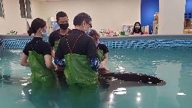 擱淺偽虎鯨「亮鯨鯨」恢復良好  25