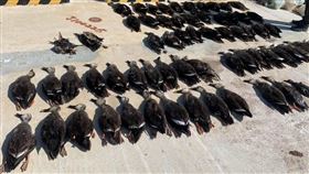 金門縣沙崗農場旁排水溝出現大量鳥屍。（圖／翻攝自《金門部落社團》）