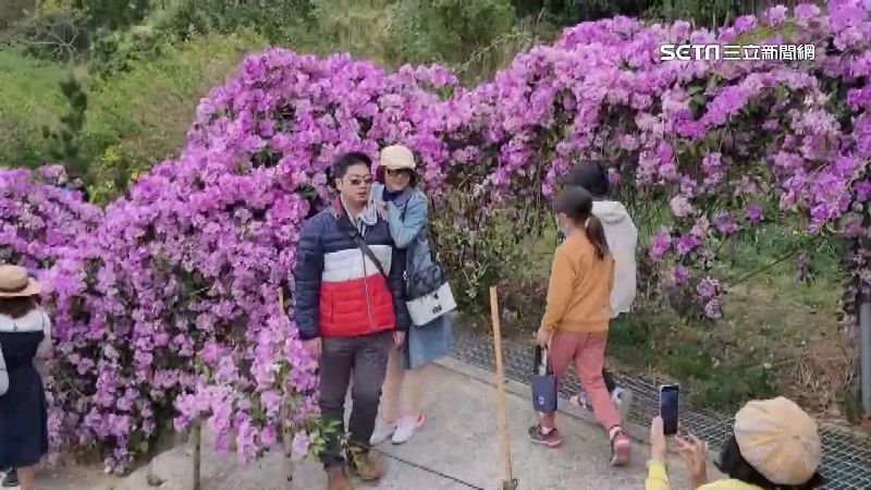 蒜香藤盛開通霄鄉間　紫花海美如瀑布