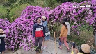 蒜香藤盛開通霄鄉間　紫花海美如瀑布