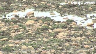 綠曝藻礁公投五五波　憂「一大難題」