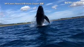 其中一隻鯨魚竟從布列塔尼身旁衝出海面。（圖／AP／Caters News/Brittany Ziegler授權）