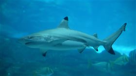 黑邊鰭真鯊（Blacktip shark）　鯊魚
https://www.flickr.com/photos/laurawolfartist/37561378301/in/photolist-Z9VzRy-ZeaZTe-ZeaU74-Z9VCwy-Z9VCFG-Zbn8Qd-C86GEA-C86En9-C86Ha3-YcZSzT-YQjuzy-C86GBj-Z9Vx7W-C86Fwy-Z9VJBu