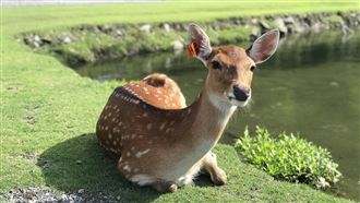小鹿斑比脾氣差！身上2處：禁地勿碰