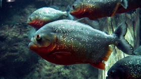 食人魚,食人鯧,水族館（示意圖／翻攝自Pixabay）