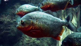 2歲女童慘遭食人魚攻擊！頸部幾乎被啃爛