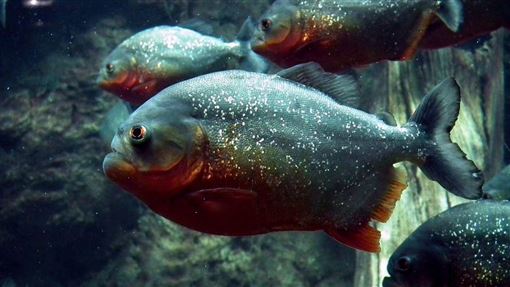 2歲女童慘遭食人魚攻擊！頸部幾乎被啃爛