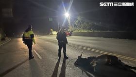水鹿,高雄,車禍,湖內