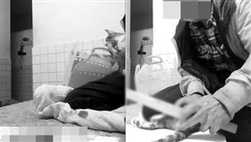 活剁貓尾自拍　惡男自曝離譜虐貓原因（圖／翻攝自爆料公社）