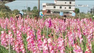 新打卡秘境！粉色劍蘭花海配火車飛馳
