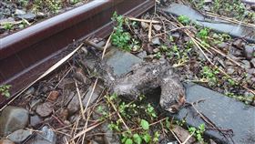 台鐵,延誤,電力設備,龜山站,礁溪站,鳥。(圖/翻攝畫面)