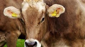 ▲印度人對牛糞愛到吃上了。（圖／Pixbay）