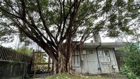 花蓮干城火車站活化  老榕樹移植花蓮縣吉安鄉公所今年獲交通部觀光局補助經費，進行干城火車站周邊美化等改善工程，因建物旁老榕樹根破壞建築結構，鄉公所考量老樹與居民情感決定移植。中央社記者張祈攝  110年11月26日