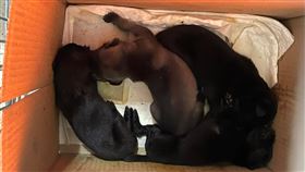 幼犬寒風中遭棄養  嘉縣家畜所追查（1）嘉義縣家畜疾病防治所長林珮如26日表示，日前獲報在中埔鄉中崙澐水溪附近有幼犬遭人棄養，派員到場發現是5隻僅出生幾日且尚未開眼的幼犬，在冷風中受凍，其中1隻已經死亡，隨即將小狗帶回安置，後續並調閱路口監視器要追出棄養人。（嘉義縣家畜所提供）中央社記者蔡智明傳真  110年11月26日