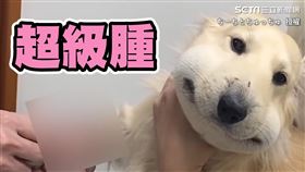 臘腸狗散步被蛇咬　臉腫成「超厚本壘板」網：心疼又好笑