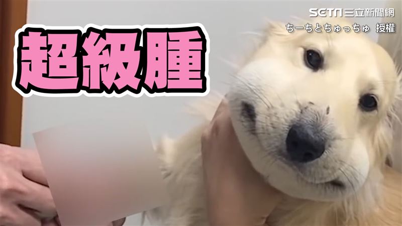 臘腸狗被蛇咬　臉腫成「超厚本壘板」