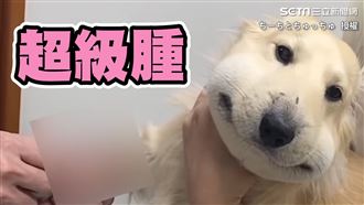 臘腸狗被蛇咬　臉腫成「超厚本壘板」