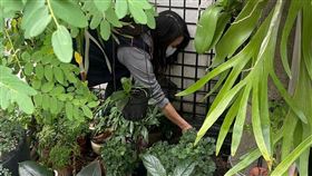 桃園市,漢他病毒,衛生局,老鼠（圖／桃園市政府提供）