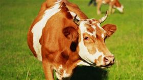 黃牛,牛（示意圖／翻攝自PIXABAY）