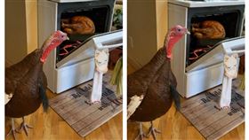 國外女網友讓火雞目睹烤火雞（圖／翻攝自our10acres 抖音）