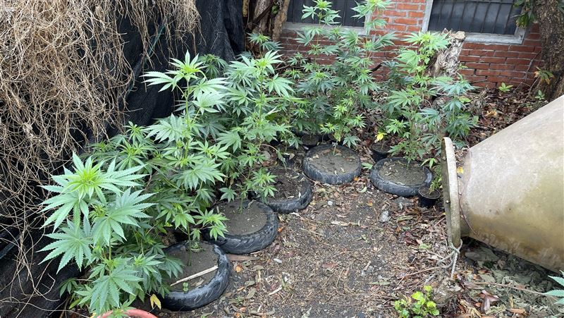 美女飼主種植大麻安撫浪浪　觸法判刑