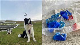 老鼠藥,衛武營,鼠患