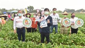 白玉蘿蔔,美濃,產季