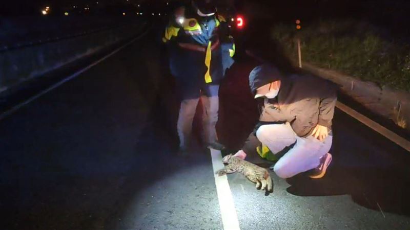 苗栗公石虎覓食遭路殺　今年已13起