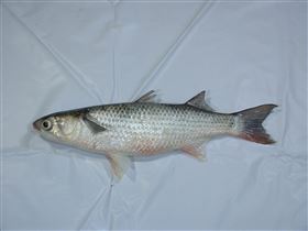 烏魚子,燕尾烏魚,取卵