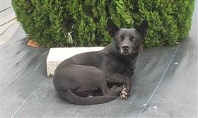 苗栗，騎機車到超市購物，安全帽被偷，竊嫌是小黑狗，笑噴(圖/翻攝畫面)