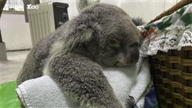 無尾熊Grace安樂死(台北市立動物園)