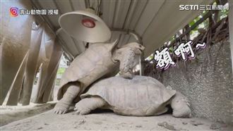 象龜32秒激情片曝　迷之叫聲網笑翻