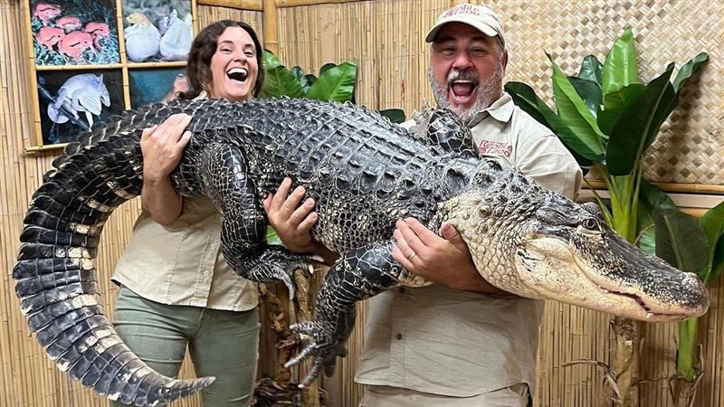 113公斤鱷魚重壓！飼育員胯下溼了