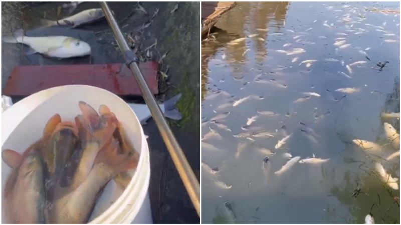 湖裡都酒…魚醉光！網驚：米酒都省了