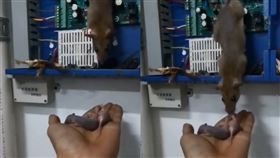 圖／翻攝自搜狐千里眼微博